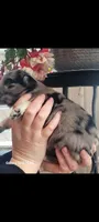 Lilly, a female Australian Shepherd for sale in Williamsport, PA – Photo 4 of 6