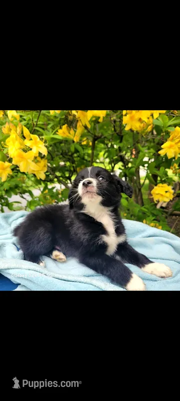 Goyle  – Australian Shepherd puppy for sale in Williamsport, PA