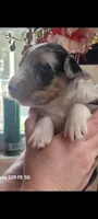 Luna, a female Australian Shepherd for sale in Williamsport, PA – Photo 3 of 8