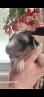 Luna, a female Australian Shepherd for sale in Williamsport, PA – Photo 2 of 8