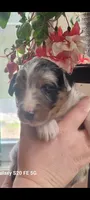 Luna, a female Australian Shepherd for sale in Williamsport, PA – Photo 8 of 8