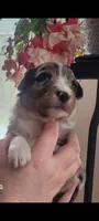 Luna, a female Australian Shepherd for sale in Williamsport, PA – Photo 7 of 8
