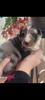 Luna, a female Australian Shepherd for sale in Williamsport, PA – Photo 6 of 8
