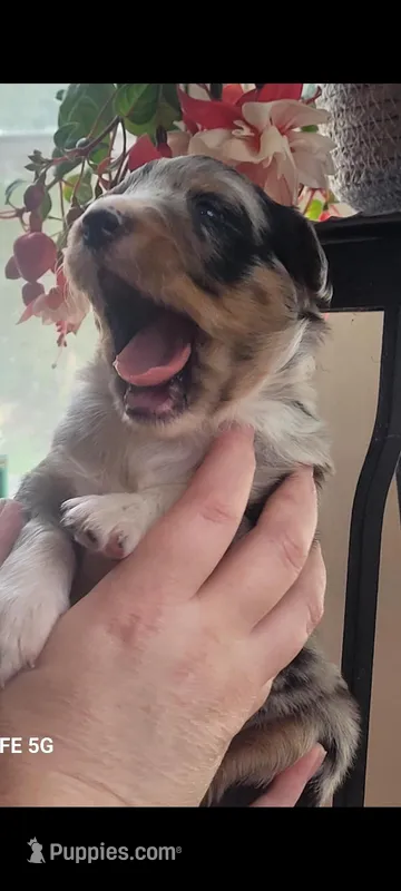 Luna – Australian Shepherd puppy for sale in Williamsport, PA