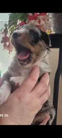 Luna, a female Australian Shepherd for sale in Williamsport, PA – Photo 1 of 8