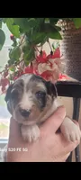 Luna, a female Australian Shepherd for sale in Williamsport, PA – Photo 4 of 8