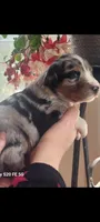 Luna, a female Australian Shepherd for sale in Williamsport, PA – Photo 5 of 8