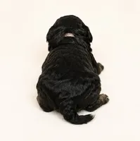 Kennedy, a female Miniature Goldendoodle for sale in Indian Trail, NC – 2 of 4