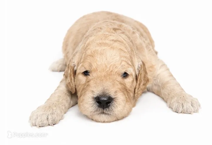 Bailey – Miniature Goldendoodle puppy for sale in Indian Trail, NC