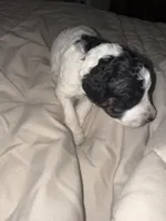 Matilda, a male Miniature Goldendoodle for sale in Indian Trail, NC – 3 of 3