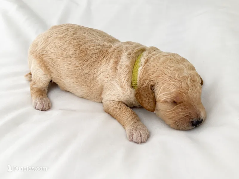 Olie – Miniature Goldendoodle puppy for sale in Indian Trail, NC