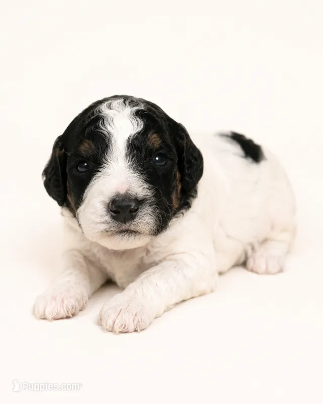 Matilda – Miniature Goldendoodle puppy for sale in Indian Trail, NC