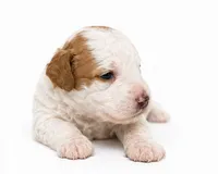 Bleu , a male Miniature Goldendoodle for sale in Indian Trail, NC – 4 of 4