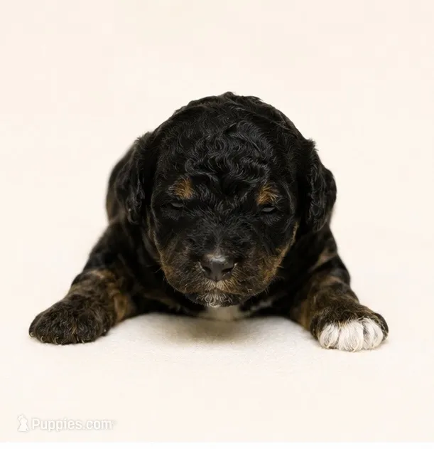 Kennedy – Miniature Goldendoodle puppy for sale in Indian Trail, NC