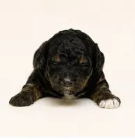 Kennedy, a female Miniature Goldendoodle for sale in Indian Trail, NC – 1 of 4