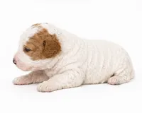 Bleu , a male Miniature Goldendoodle for sale in Indian Trail, NC – 2 of 4