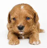 Honey, a female Miniature Goldendoodle for sale in Indian Trail, NC – 3 of 5