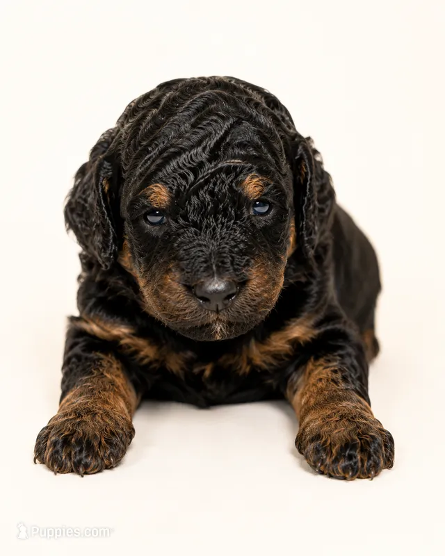 Bear – Miniature Goldendoodle puppy for sale in Indian Trail, NC