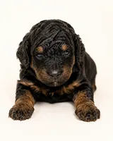 Bear, a male Miniature Goldendoodle for sale in Indian Trail, NC – 1 of 3