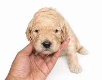 Bailey, a male Miniature Goldendoodle for sale in Indian Trail, NC – 2 of 7