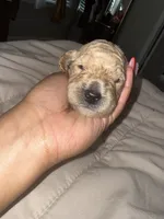 Bailey, a male Miniature Goldendoodle for sale in Indian Trail, NC – 7 of 7