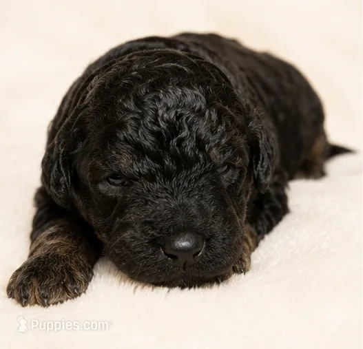 Coco – Miniature Goldendoodle puppy for sale in Indian Trail, NC