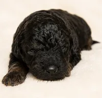 Coco, a female Miniature Goldendoodle for sale in Indian Trail, NC – 1 of 4