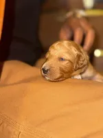 Honey, a female Miniature Goldendoodle for sale in Indian Trail, NC – 5 of 5