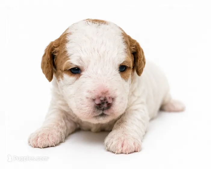 Bleu  – Miniature Goldendoodle puppy for sale in Indian Trail, NC