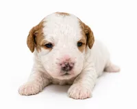 Bleu , a male Miniature Goldendoodle for sale in Indian Trail, NC – 1 of 4