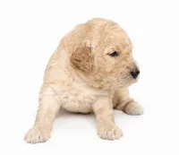 Bailey, a male Miniature Goldendoodle for sale in Indian Trail, NC – 4 of 7