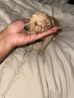 Olie, a male Miniature Goldendoodle for sale in Indian Trail, NC – 4 of 5
