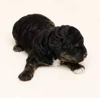 Kennedy, a female Miniature Goldendoodle for sale in Indian Trail, NC – 4 of 4