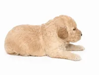 Bailey, a male Miniature Goldendoodle for sale in Indian Trail, NC – 3 of 7