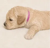 Layla, a female Miniature Goldendoodle for sale in Indian Trail, NC – 2 of 5