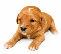 Honey, a female Miniature Goldendoodle for sale in Indian Trail, NC – 1 of 5