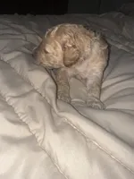 Layla, a female Miniature Goldendoodle for sale in Indian Trail, NC – 4 of 5