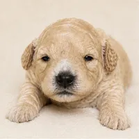 Layla, a female Miniature Goldendoodle for sale in Indian Trail, NC – 1 of 5