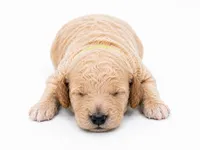 Olie, a male Miniature Goldendoodle for sale in Indian Trail, NC – 2 of 5