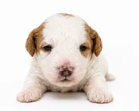 Bleu , a male Miniature Goldendoodle for sale in Indian Trail, NC – 3 of 4