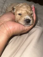 Layla, a female Miniature Goldendoodle for sale in Indian Trail, NC – 5 of 5
