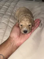 Layla, a female Miniature Goldendoodle for sale in Indian Trail, NC – 3 of 5