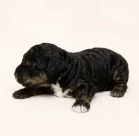 Kennedy, a female Miniature Goldendoodle for sale in Indian Trail, NC – 3 of 4