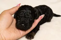 Coco, a female Miniature Goldendoodle for sale in Indian Trail, NC – 3 of 4