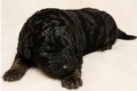 Coco, a female Miniature Goldendoodle for sale in Indian Trail, NC – 2 of 4
