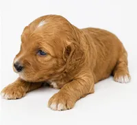 Honey, a female Miniature Goldendoodle for sale in Indian Trail, NC – 2 of 5