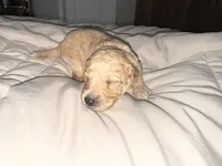 Olie, a male Miniature Goldendoodle for sale in Indian Trail, NC – 3 of 5