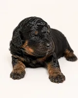 Bear, a male Miniature Goldendoodle for sale in Indian Trail, NC – 3 of 3