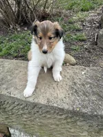 Pebbles, a male Collie for sale in Stone Creek, OH – Photo 4 of 6