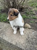 Pebbles, a male Collie for sale in Stone Creek, OH – Photo 2 of 6